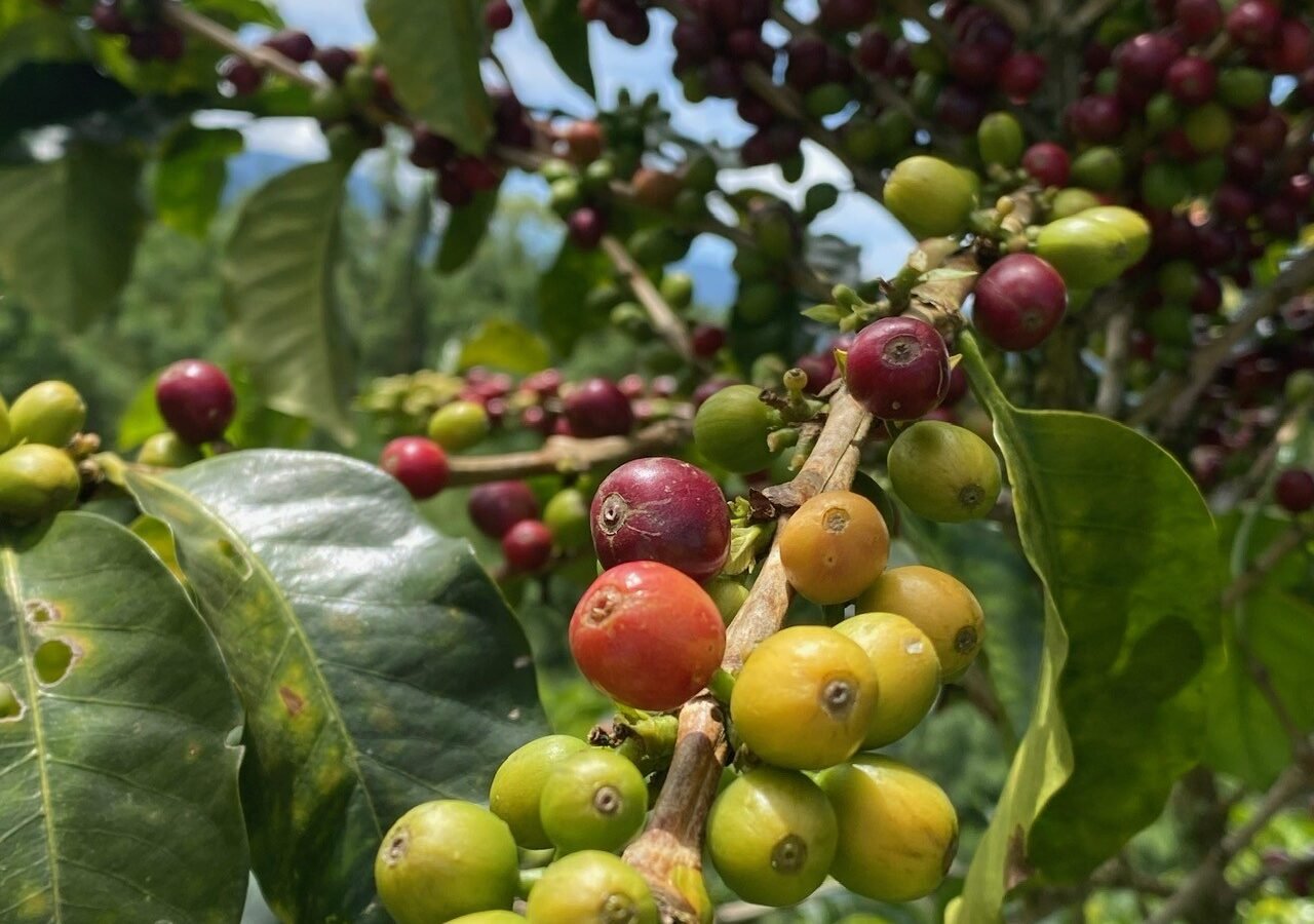 Hotel Granja del Café​